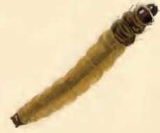 Image of Coleophora ditella Zeller 1849