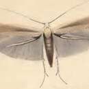 Image of Coleophora ochripennella Zeller 1849