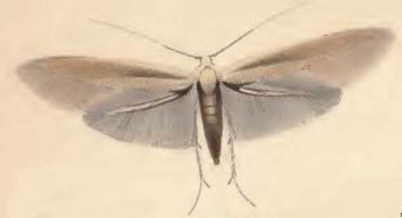 Image of Coleophora ochripennella Zeller 1849