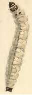 Image of Coleophora ochripennella Zeller 1849