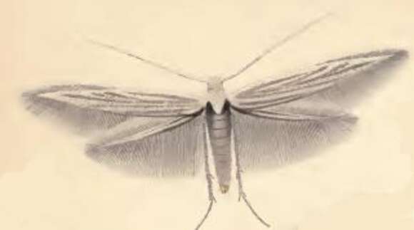 Image of Coleophora gnaphalii Zeller 1839