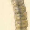 Image of Coleophora gnaphalii Zeller 1839