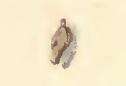 Coleophora artemisicolella Bruand 1855的圖片