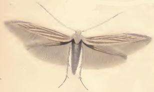 Coleophora artemisicolella Bruand 1855的圖片