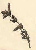 Image of Coleophora artemisicolella Bruand 1855