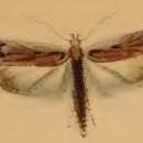 Image of Depressaria heydenii Zeller 1854
