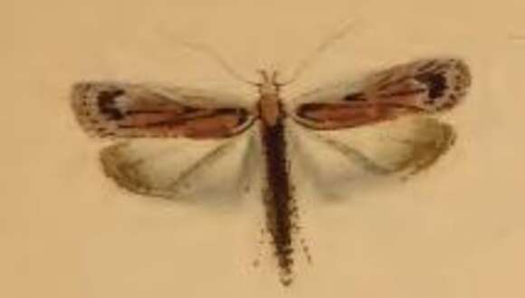 Image of Depressaria heydenii Zeller 1854