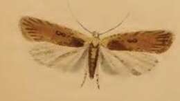 Image of Agonopterix heracliana Linnaeus 1758