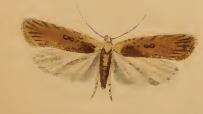 Image of Agonopterix heracliana Linnaeus 1758