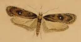 Image of Depressaria albipunctella Hübner 1801