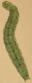 Image of Depressaria albipunctella Hübner 1801