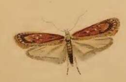 Image of Depressaria olerella Zeller 1854