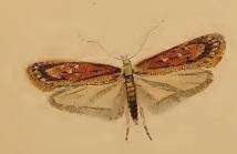 Image of Depressaria olerella Zeller 1854