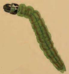 Image of Depressaria olerella Zeller 1854