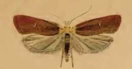 Image of Agonopterix furvella Treitschke 1832