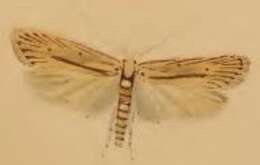 Imagem de Agonopterix pallorella Zeller 1839