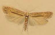 Imagem de Agonopterix pallorella Zeller 1839