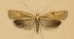 Image of Agonopterix nanatella Stainton 1849