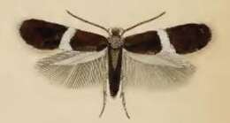 صورة Ectoedemia occultella (Linnaeus 1767) Robinson et al. 1983