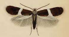 Image of Ectoedemia occultella (Linnaeus 1767) Robinson et al. 1983