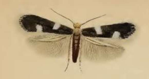 Image of Fomoria weaveri (Stainton 1855) Beirne 1945