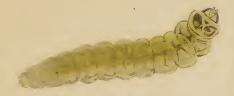 Image of Fomoria weaveri (Stainton 1855) Beirne 1945