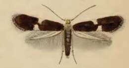Image of Ectoedemia argyropeza (Zeller 1839) Bradley et al. 1972