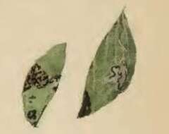 Image of Stigmella minusculella (Herrich-Schäffer 1855) Beirne 1945