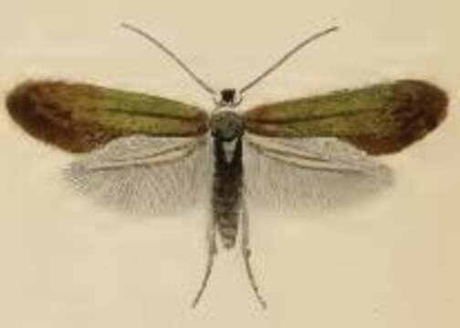 Image of Stigmella tiliae (Frey 1856) Beirne 1945