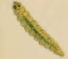 صورة Stigmella tiliae (Frey 1856) Beirne 1945