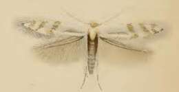 Image of Bucculatrix gnaphaliella Treitschke 1833