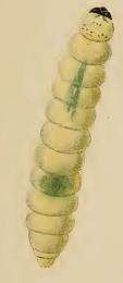 Image of Bucculatrix gnaphaliella Treitschke 1833