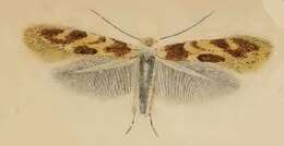 Image of Bucculatrix ulmella Zeller 1848