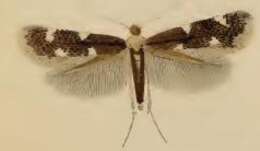 Image of Bucculatrix cidarella Zeller 1839