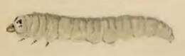 Image of Brown Birch Slender