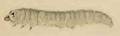 Image of Brown Birch Slender