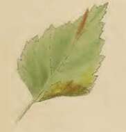 Image of Brown Birch Slender
