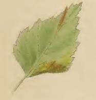 Image of Brown Birch Slender