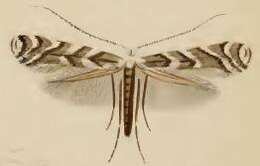 Слика од Leucospilapteryx omissella (Stainton 1848)