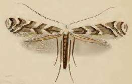 Слика од Leucospilapteryx omissella (Stainton 1848)