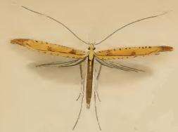 Image of Caloptilia elongella (Linnaeus 1761)