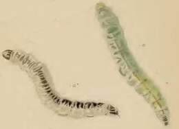 Image of Caloptilia elongella (Linnaeus 1761)