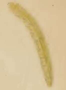 Image of Caloptilia stigmatella (Fabricius 1781)