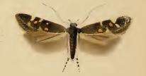 صورة Chrysoesthia sexguttella Thunberg 1794