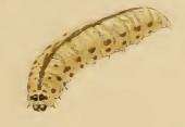 صورة Chrysoesthia sexguttella Thunberg 1794