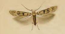 صورة Bryotropha domestica Haworth 1828