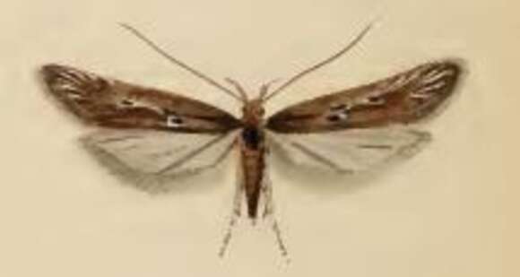 Image of Neofaculta ericetella Geyer (1832)