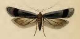 Image of Anacampsis temerella Lienig & Zeller 1846