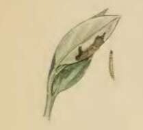 Image of Anacampsis temerella Lienig & Zeller 1846