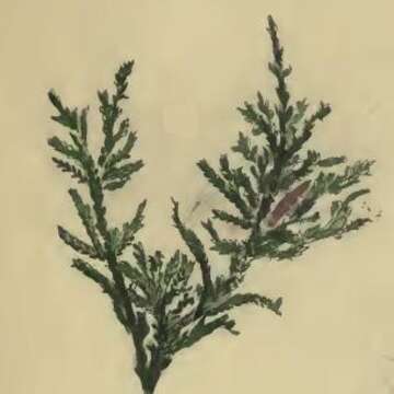 Imagem de Aristotelia ericinella Zeller 1839